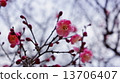 Plum flowers began to bloom Spring flowers 13706407