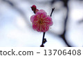 Plum flowers began to bloom Spring flowers 13706408