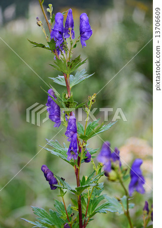 Torikabuto花 Torikabuto花 13706609