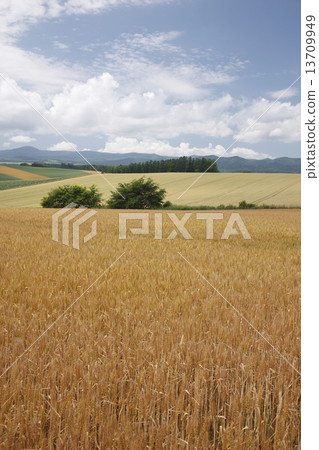 Earth of wheat fields Earth of wheat fields 13709949