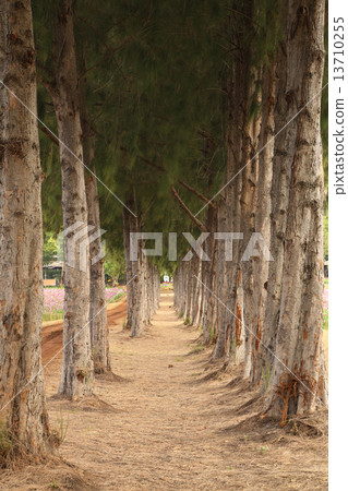 gravel path between pine trees 13710255