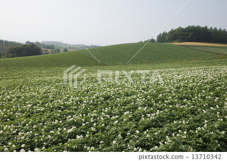 馬鈴薯田 13710342