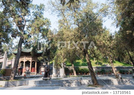 Luoyang forest in Henan Province, China (Kanemaru) 13710561