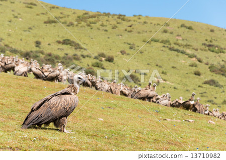 China · Sichuan Province color color Lalun · Gal · Gompa bird festival vulture 13710982