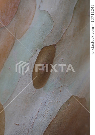 Bunge bow bark Bunge bow bark 13711243