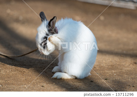 修剪頭髮的兔子 13711296