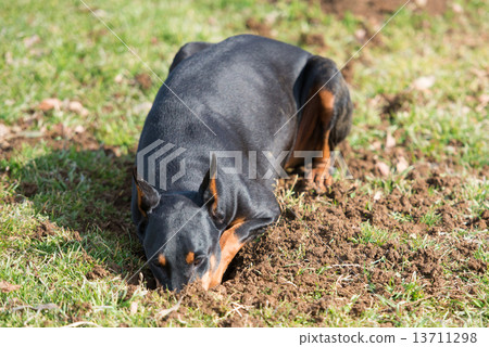 杜賓犬挖洞 杜賓犬挖洞 13711298