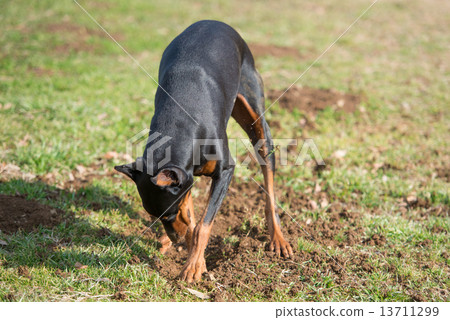 Doberman digging a hole 13711299