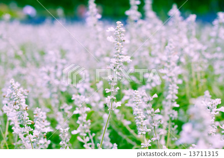 Lavender flowers blooming in the garden Lavender flowers blooming in the garden 13711315
