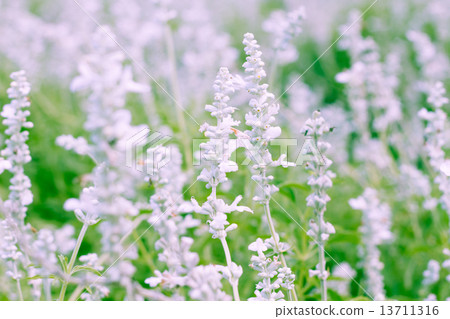 Lavender flowers blooming in the garden 13711316