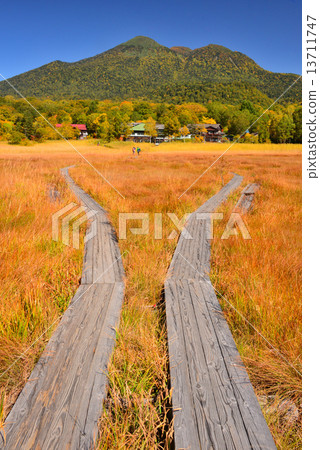 Grass foliage of Ozegahara "Fair" Grass foliage of Ozegahara "Fair" 13711747