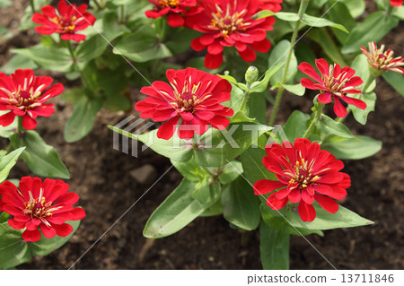 red zinnia flower red zinnia flower 13711846