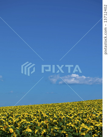 UFO (real thing?) 13712402