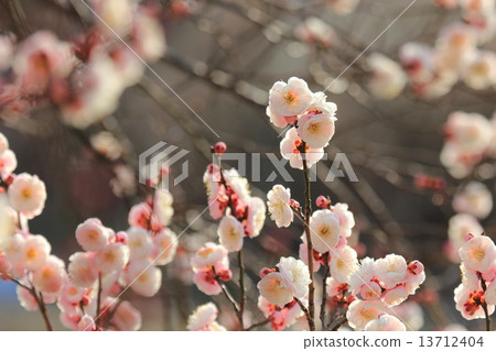 Double-bloom white plum 13712404
