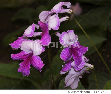 Streptocarpus 02 Streptocarpus 02 13712529