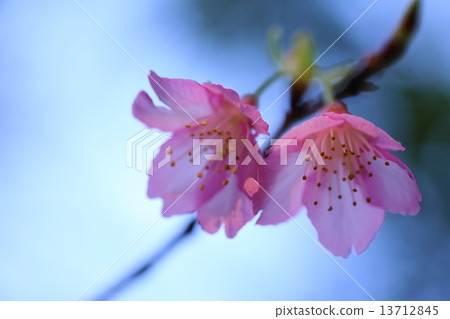 Kanahazakura 13712845