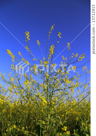 油菜田 油菜田 13712915