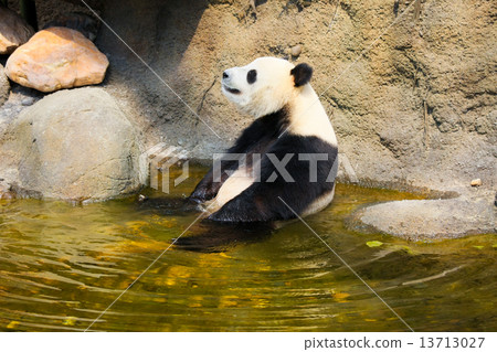 Giant panda sitting in water 13713027