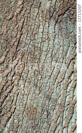 Tulip tree (lily tree) 13713207