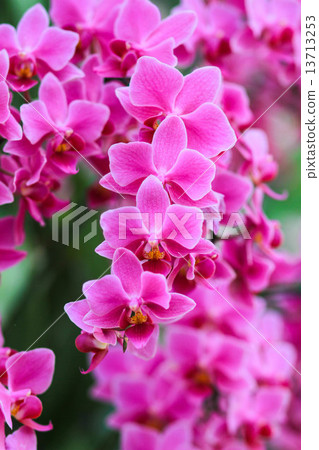 Pink Orchids flower Pink Orchids flower 13713253
