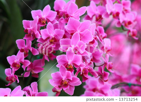 Pink Orchids flower Pink Orchids flower 13713254