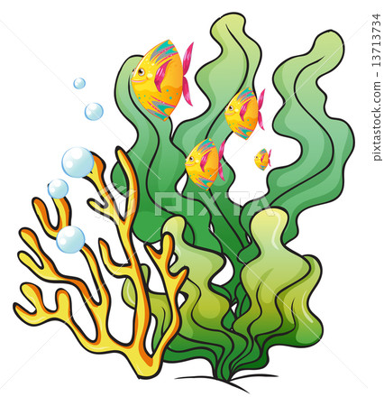 A school of fishes near the seaweeds A school of fishes near the seaweeds 13713734