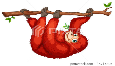A red orangutan A red orangutan 13713806