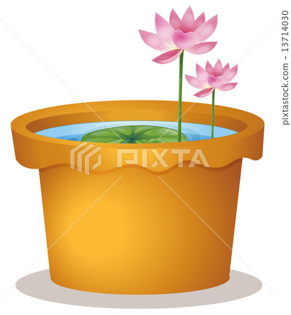 A pot with a waterlily and lotus flowers 13714030