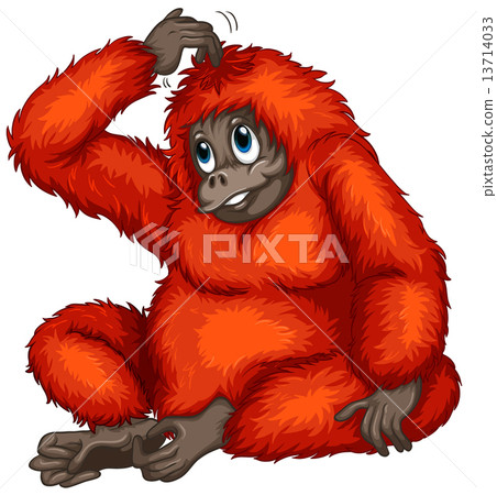 Orangutan 13714033