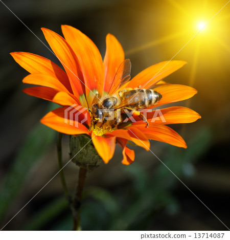 bee on a beautiful flower in the sun bee on a beautiful flower in the sun 13714087