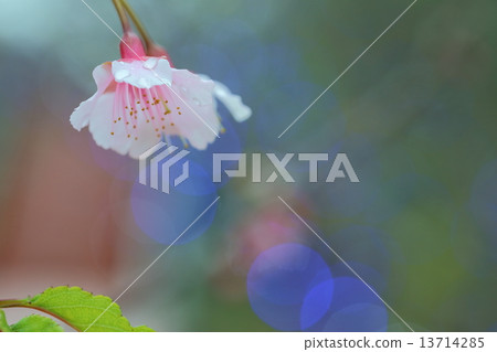 Kanahazakura 13714285