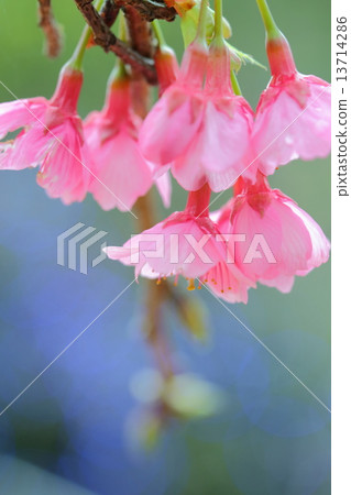 Kanahazakura 13714286