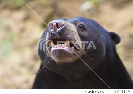 Malayan sun bear Malayan sun bear 13714399