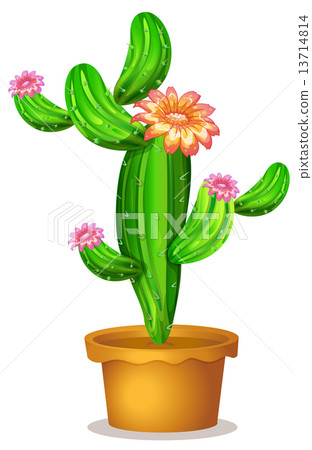 A pot with a flowering cactus plant A pot with a flowering cactus plant 13714814