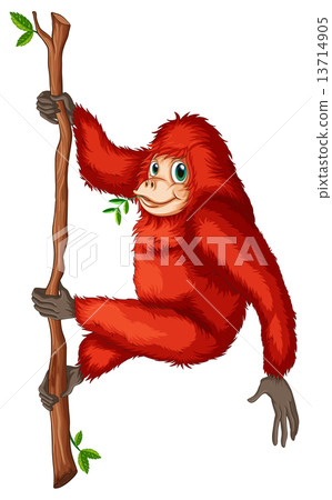 A playful red orangutan 13714905