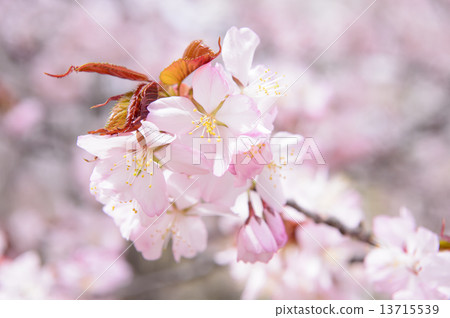 Up of cherry blossoms 13715539