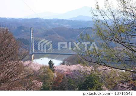 Cherry blossoms at Miharu Dam Cherry blossoms at Miharu Dam 13715542