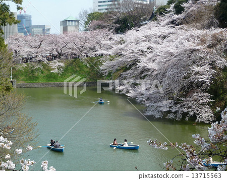 皇宮的櫻花盛開 13715563