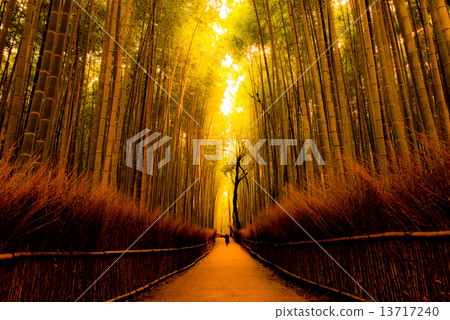 竹林小直徑 13717240