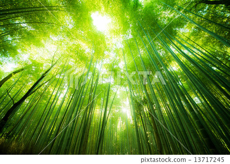 Small diameter of bamboo grove Small diameter of bamboo grove 13717245