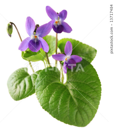 有氣味的紫羅蘭 13717484