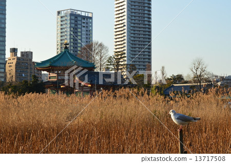 Yurikome, Shinobazu Pond · Tall Building (Ueno Imperial Park / Taito Ward, Tokyo) 13717508
