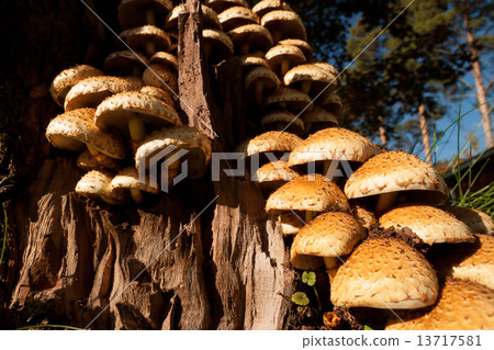 Armillaria fungus in tree Armillaria fungus in tree 13717581
