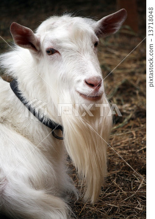 Goat portrait Goat portrait 13718048