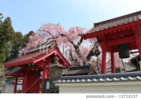 Otome cherry tree of Myokoji 13718157