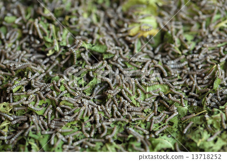 silkworms with mulberry leaves 13718252
