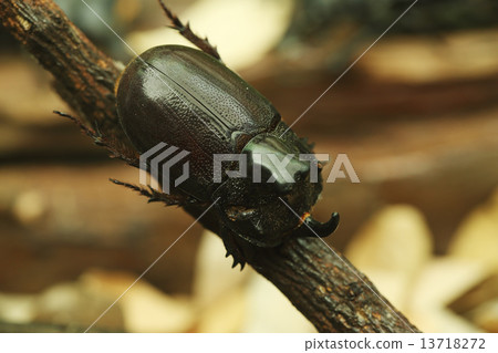 Beetle on wood 13718272