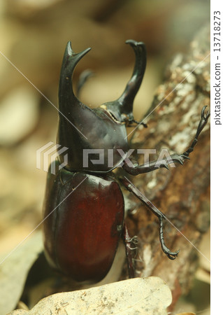 Beetle on wood 13718273