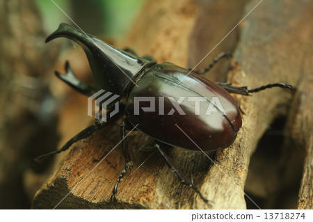 Beetle on wood 13718274
