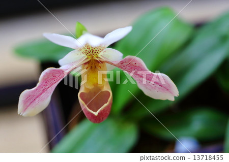 Butuki Yuki - Paphiopedilum 13718455